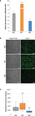 Murine macrophage-based iNos reporter reveals polarization and reprogramming in the context of breast cancer